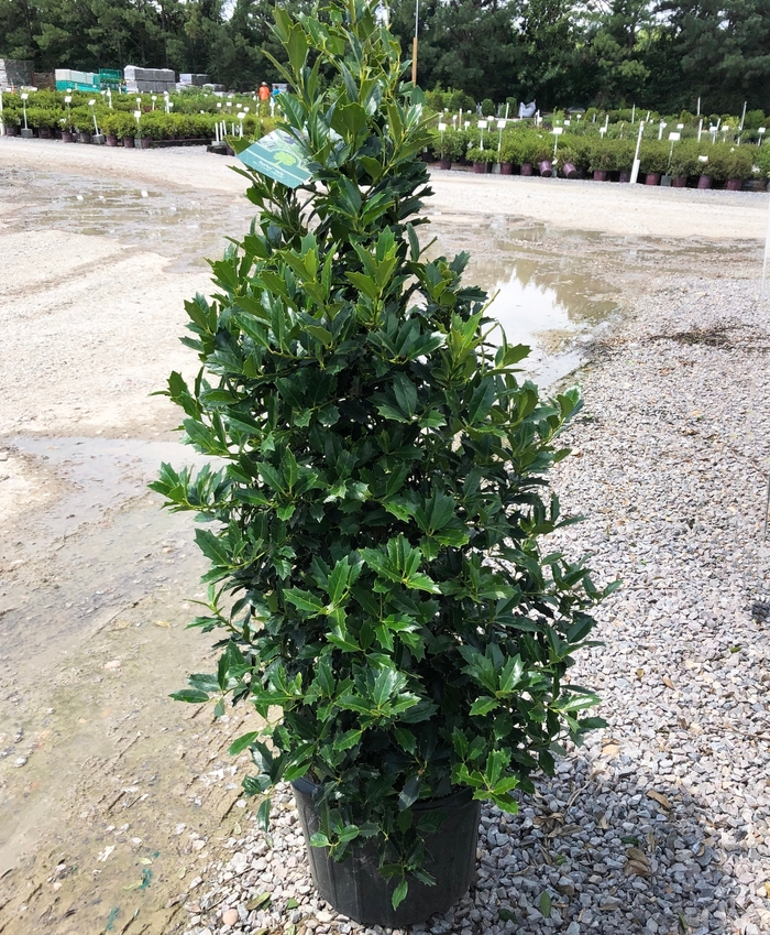 'Oak Leaf™' Red Holly - Ilex from Tidal Roots Garden Center 'Oak Leaf™' Red Holly - Ilex from Tidal Roots Garden Center