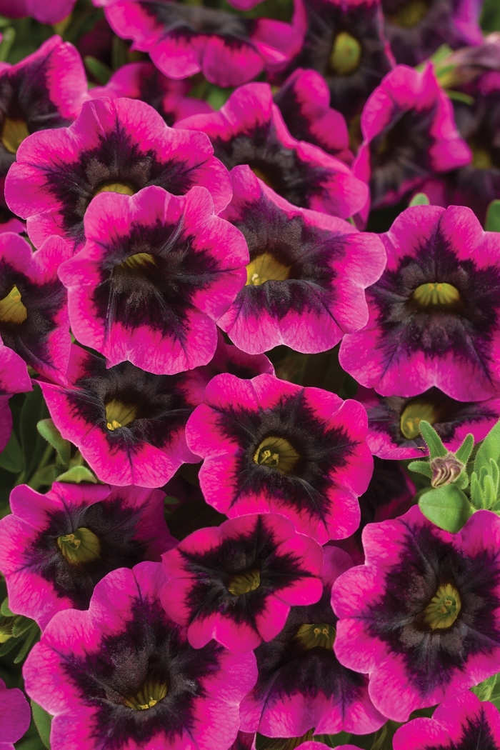 Superbells® 'Blackcurrant Punch™' - Calibrachoa from Tidal Roots Garden Center Superbells® 'Blackcurrant Punch™' - Calibrachoa from Tidal Roots Garden Center