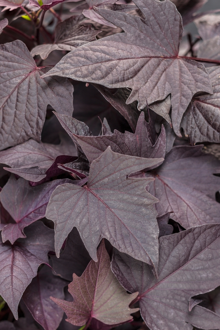 Proven Accents® 'Sweet Caroline Bewitched After Midnight™' - Ipomoea batatas (Sweet Potato Vine) from Tidal Roots Garden Center Proven Accents® 'Sweet Caroline Bewitched After Midnight™' - Ipomoea batatas (Sweet Potato Vine) from Tidal Roots Garden Center