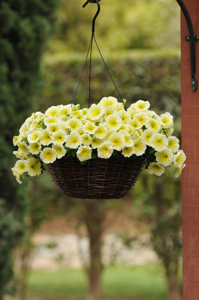 Easy Wave® 'Yellow' - Petunia from Tidal Roots Garden Center Easy Wave® 'Yellow' - Petunia from Tidal Roots Garden Center