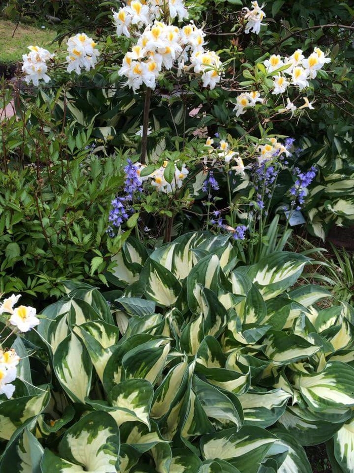 'Fire & Ice' Hosta, Plantain Lily - Hosta fortunei from Tidal Roots Garden Center 'Fire & Ice' Hosta, Plantain Lily - Hosta fortunei from Tidal Roots Garden Center