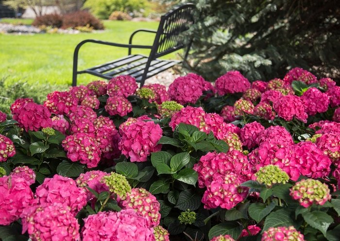 Summer Crush® - Bigleaf Hydrangea from Tidal Roots Garden Center