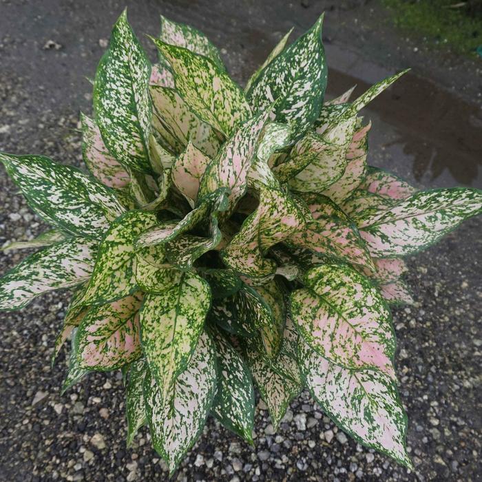 'Etta Rose' Chinese Evergreen - Aglaonema from Tidal Roots Garden Center 'Etta Rose' Chinese Evergreen - Aglaonema from Tidal Roots Garden Center