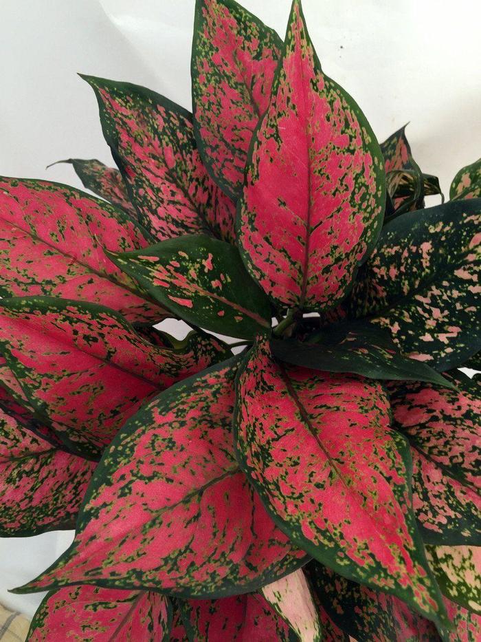 'Red Valentine' Chinese Evergreen - Aglaonema commutatum from Tidal Roots Garden Center 'Red Valentine' Chinese Evergreen - Aglaonema commutatum from Tidal Roots Garden Center