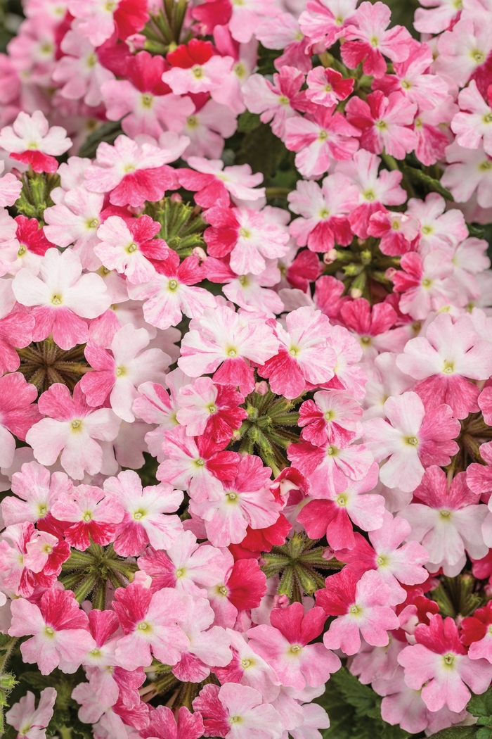 Superbena® 'Sparkling Rose' - Verbena from Tidal Roots Garden Center Superbena® 'Sparkling Rose' - Verbena from Tidal Roots Garden Center