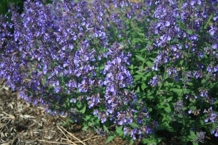 'Junior Walker™' Catmint - Nepeta x faassenii from Tidal Roots Garden Center 'Junior Walker™' Catmint - Nepeta x faassenii from Tidal Roots Garden Center