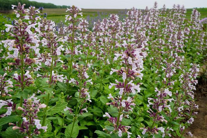 Whispurr™ Pink - Nepeta x faassenii from Tidal Roots Garden Center Whispurr™ Pink - Nepeta x faassenii from Tidal Roots Garden Center