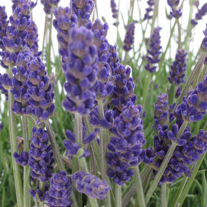 'Annet' Lavender - Lavandula angustifolia from Tidal Roots Garden Center 'Annet' Lavender - Lavandula angustifolia from Tidal Roots Garden Center