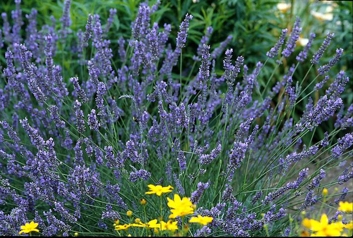 ''Grosso'' Lavender - Lavandula x intermedia from Tidal Roots Garden Center ''Grosso'' Lavender - Lavandula x intermedia from Tidal Roots Garden Center