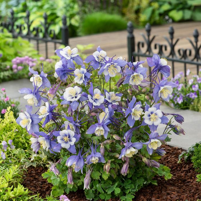 Earlybird™ Blue White - Aquilegia caerulea (Columbine) from Tidal Roots Garden Center Earlybird™ Blue White - Aquilegia caerulea (Columbine) from Tidal Roots Garden Center