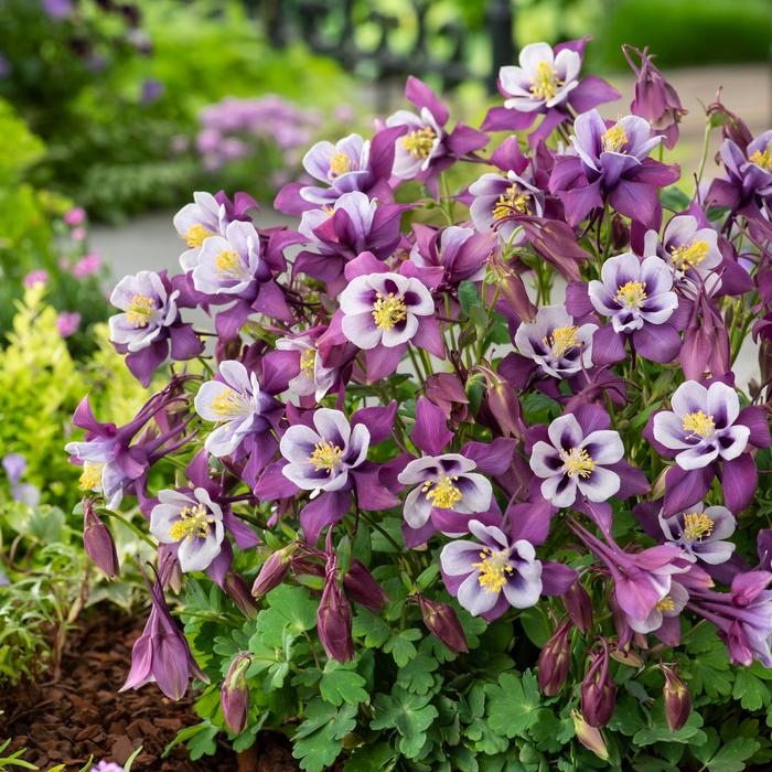 Earlybird™ Purple White - Aquilegia caerulea (Columbine) from Tidal Roots Garden Center Earlybird™ Purple White - Aquilegia caerulea (Columbine) from Tidal Roots Garden Center