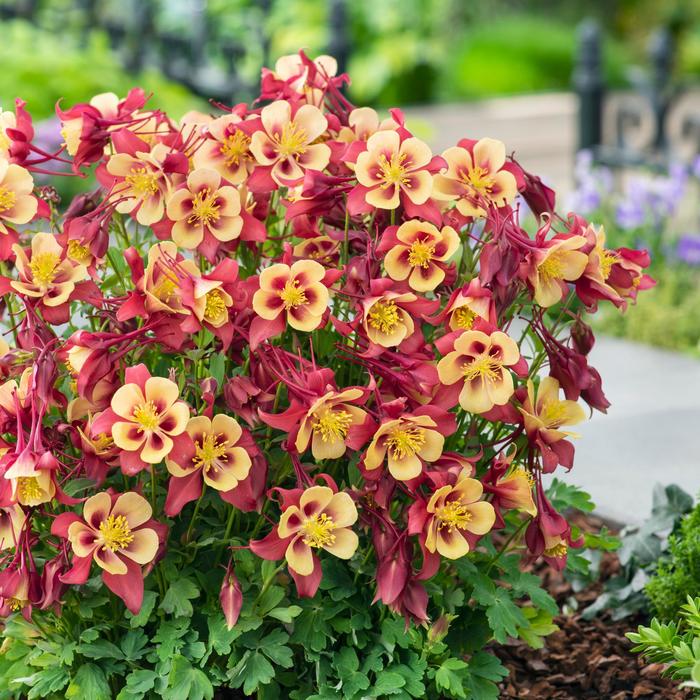 Earlybird™ Red Yellow - Aquilegia caerulea (Columbine) from Tidal Roots Garden Center Earlybird™ Red Yellow - Aquilegia caerulea (Columbine) from Tidal Roots Garden Center
