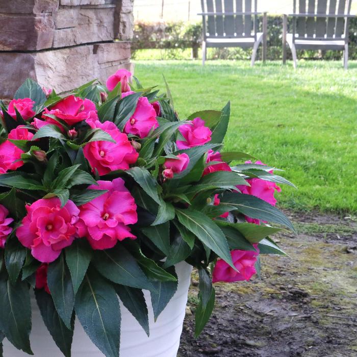 'Roller Coaster Hot Pink' New Guinea Impatiens - Impatiens hawkeri from Tidal Roots Garden Center 'Roller Coaster Hot Pink' New Guinea Impatiens - Impatiens hawkeri from Tidal Roots Garden Center
