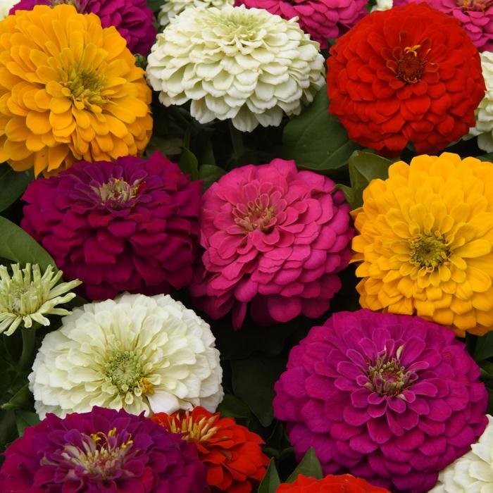 Zesty™ Mix - Zinnia elegans from Tidal Roots Garden Center Zesty™ Mix - Zinnia elegans from Tidal Roots Garden Center