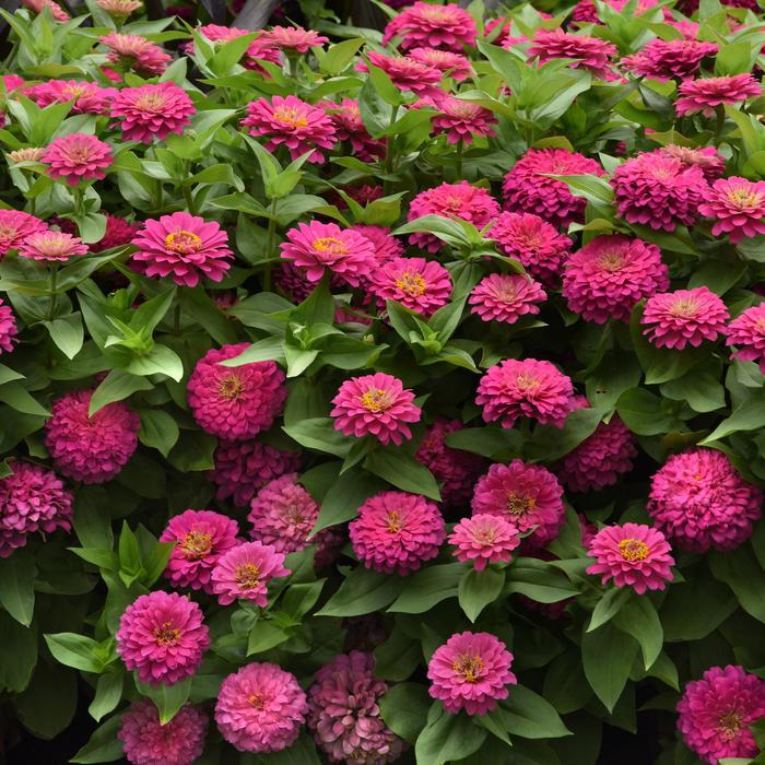 Zesty™ Pink - Zinnia elegans from Tidal Roots Garden Center Zesty™ Pink - Zinnia elegans from Tidal Roots Garden Center