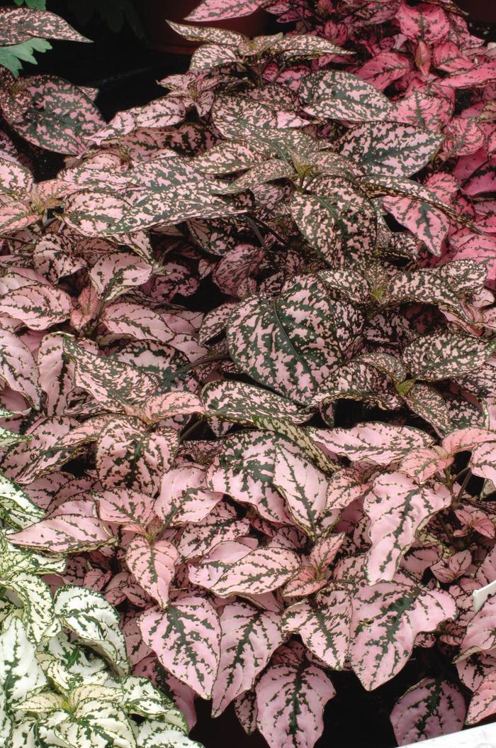 Splash 'Pink' - Hypoestes phyllostachya (Polka Dot Plant) from Tidal Roots Garden Center