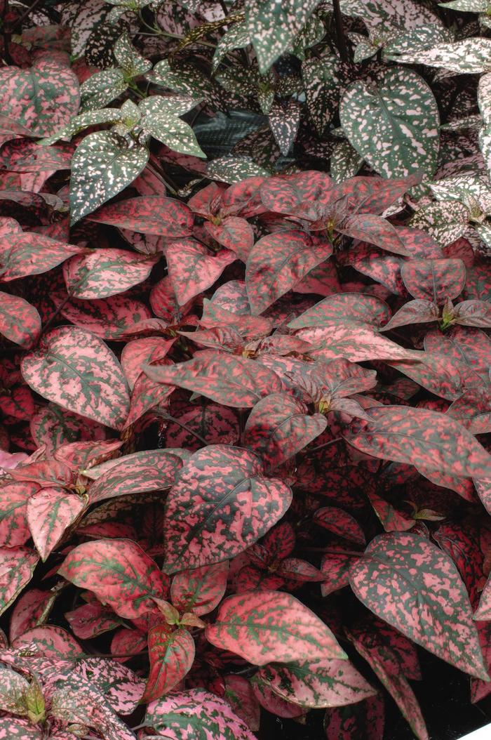 Splash 'Red' - Hypoestes phyllostachya (Polka Dot Plant) from Tidal Roots Garden Center