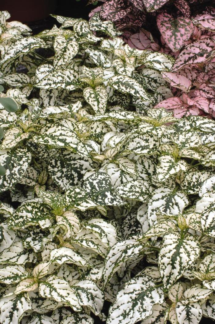 Splash Select™ 'White' - Hypoestes phyllostachya (Polka Dot Plant) from Tidal Roots Garden Center Splash Select™ 'White' - Hypoestes phyllostachya (Polka Dot Plant) from Tidal Roots Garden Center