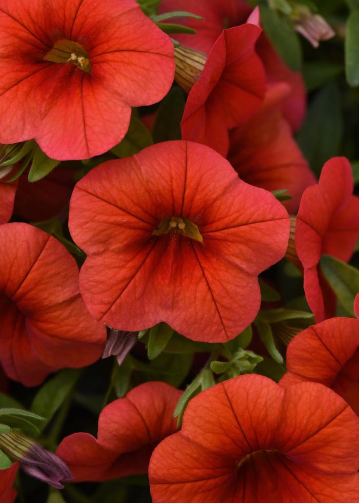 Cabaret® Orange Improved - Calibrachoa (Mini Petunia) from Tidal Roots Garden Center Cabaret® Orange Improved - Calibrachoa (Mini Petunia) from Tidal Roots Garden Center