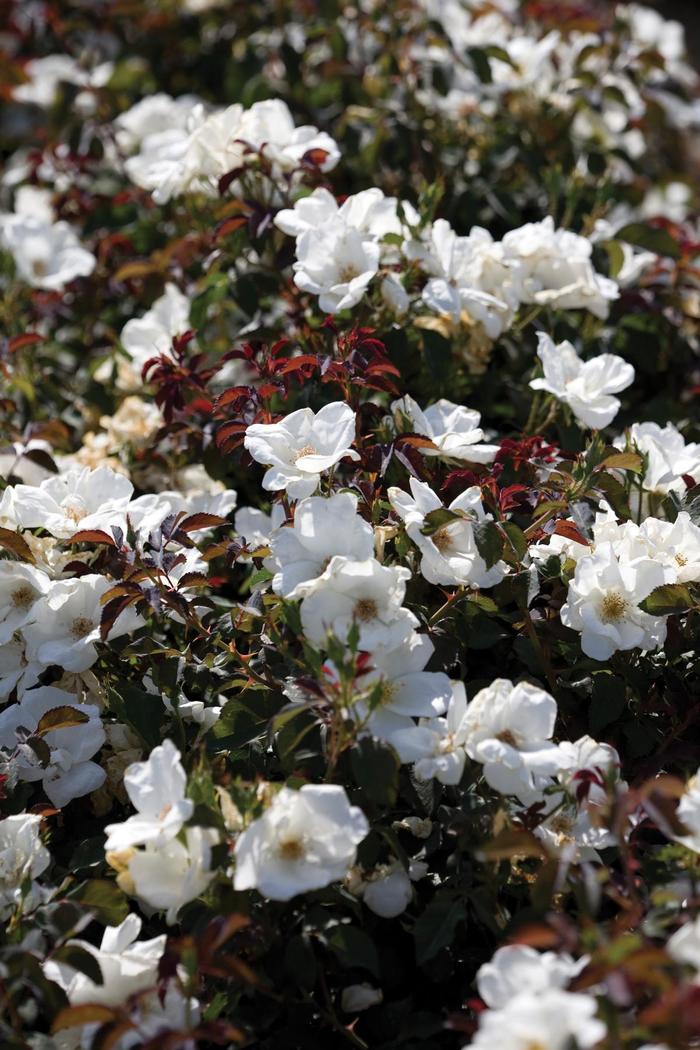 Knock Out® White - Rosa (Rose) from Tidal Roots Garden Center Knock Out® White - Rosa (Rose) from Tidal Roots Garden Center