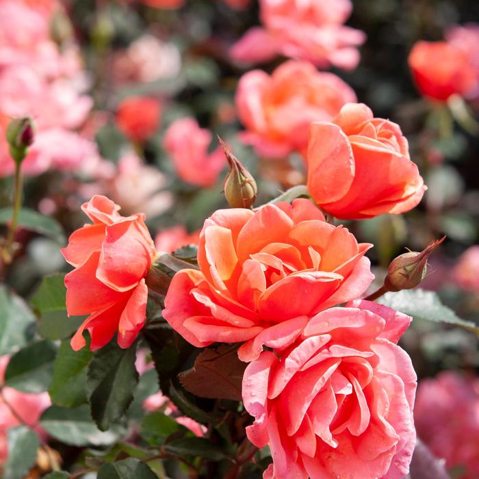 Knock Out® Coral - Rosa (Rose) from Tidal Roots Garden Center Knock Out® Coral - Rosa (Rose) from Tidal Roots Garden Center