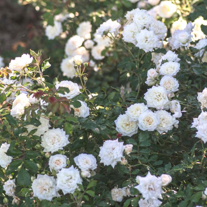 'White Drift®' Rose - Rosa from Tidal Roots Garden Center 'White Drift®' Rose - Rosa from Tidal Roots Garden Center