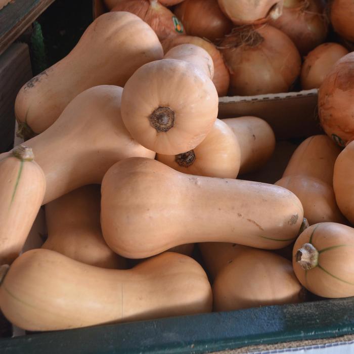 Butternut Squash - Cucurbita moschata from Tidal Roots Garden Center Butternut Squash - Cucurbita moschata from Tidal Roots Garden Center