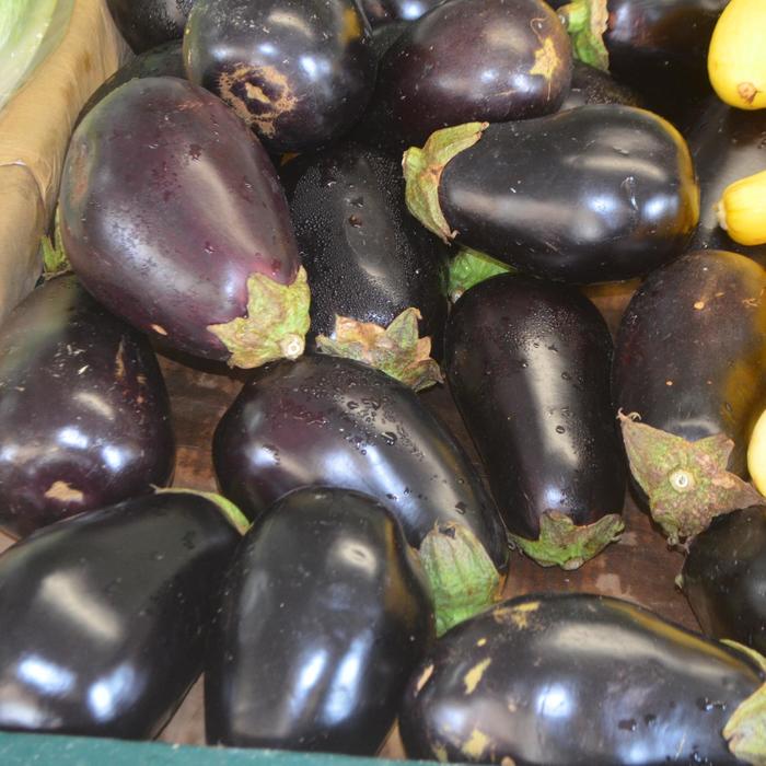 Eggplant - Solanum melongena from Tidal Roots Garden Center Eggplant - Solanum melongena from Tidal Roots Garden Center
