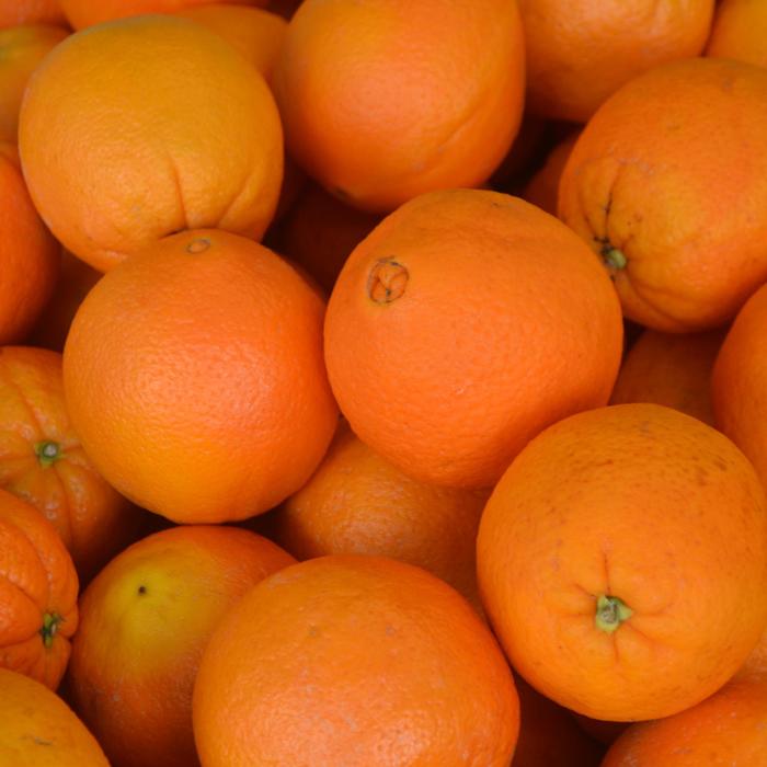Navel Orange - Citrus sinensis from Tidal Roots Garden Center Navel Orange - Citrus sinensis from Tidal Roots Garden Center
