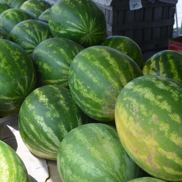 Watermelon - Citrullus lanatus from Tidal Roots Garden Center