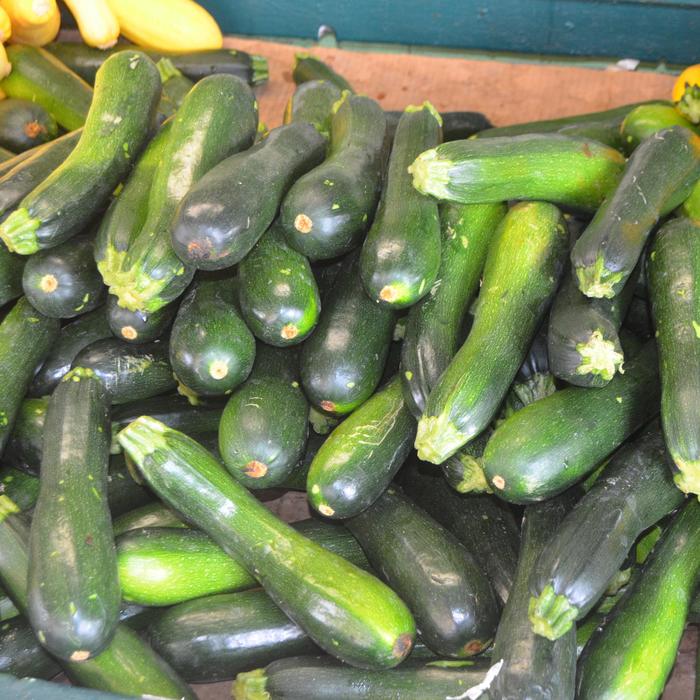 Zucchini Squash - Cucurbita pepo from Tidal Roots Garden Center