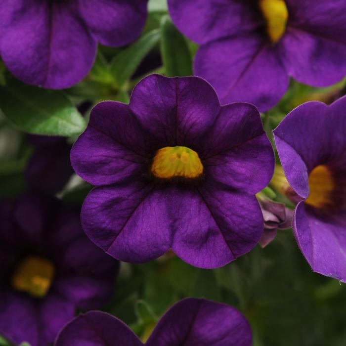 Cabaret® 'Purple' - Calibrachoa (Mini Petunia) from Tidal Roots Garden Center Cabaret® 'Purple' - Calibrachoa (Mini Petunia) from Tidal Roots Garden Center