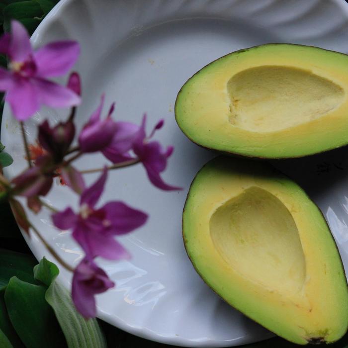 Avocado - Persea americana from Tidal Roots Garden Center Avocado - Persea americana from Tidal Roots Garden Center