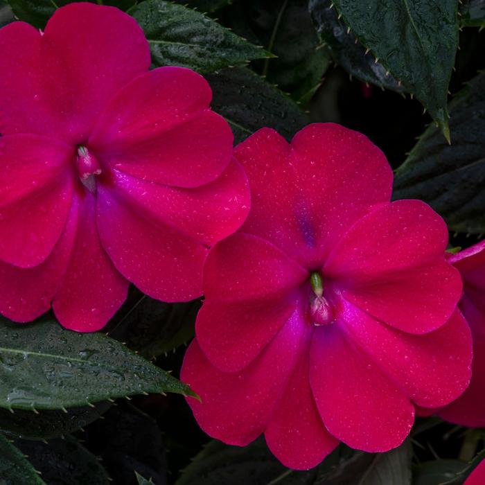 SunPatiens® Rose Glow - Impatiens from Tidal Roots Garden Center SunPatiens® Rose Glow - Impatiens from Tidal Roots Garden Center