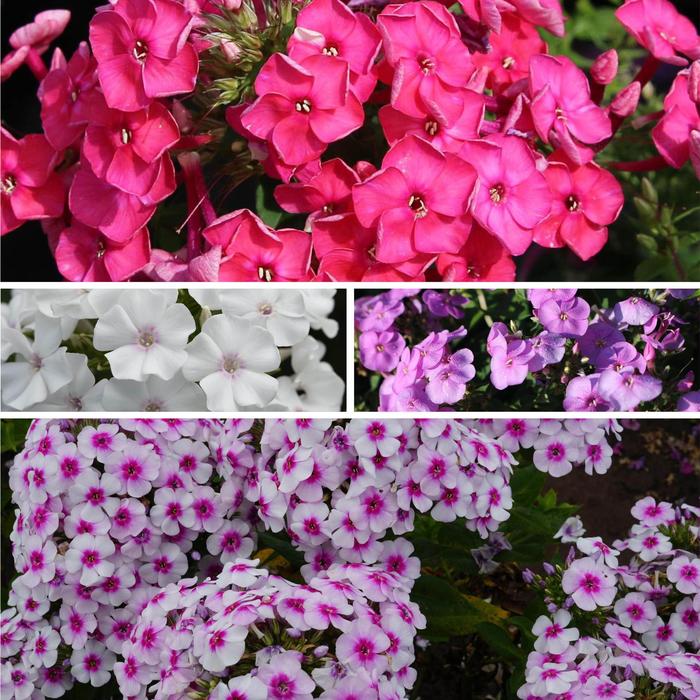 Garden Phlox - Phlox paniculata from Tidal Roots Garden Center