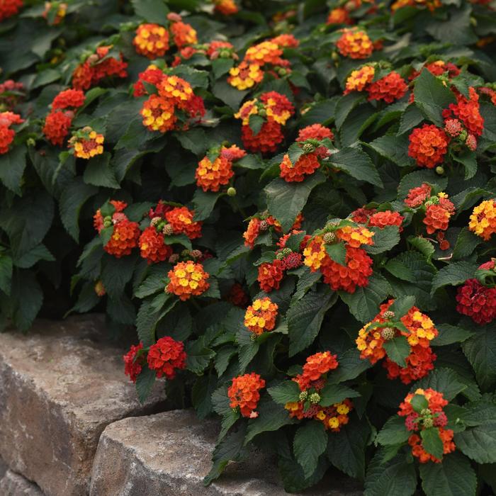 Bloomify™ 'Red' - Lantana camara from Tidal Roots Garden Center Bloomify™ 'Red' - Lantana camara from Tidal Roots Garden Center