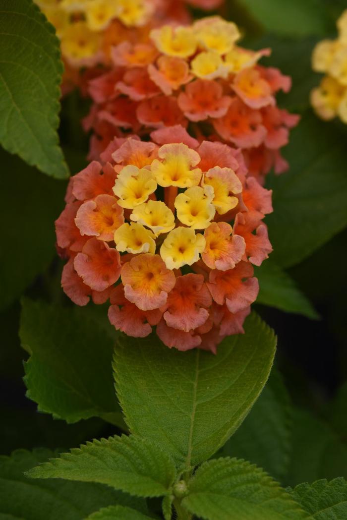 Bloomify™ 'Mango' - Lantana camara from Tidal Roots Garden Center Bloomify™ 'Mango' - Lantana camara from Tidal Roots Garden Center