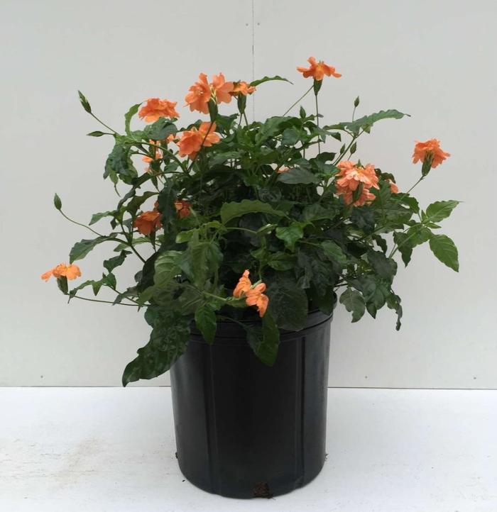 'Orange Marmalade' Firecracker Flower - Crossandra infundibuliformis from Tidal Roots Garden Center 'Orange Marmalade' Firecracker Flower - Crossandra infundibuliformis from Tidal Roots Garden Center