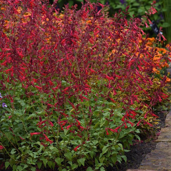 'Roman Red' - Salvia splendens from Tidal Roots Garden Center 'Roman Red' - Salvia splendens from Tidal Roots Garden Center