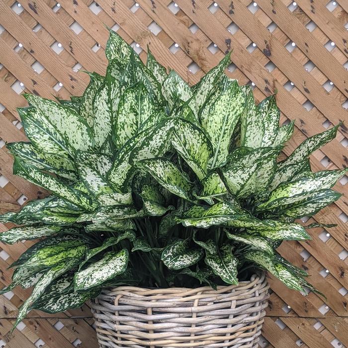 'Spring Snow' Chinese Evergreen - Aglaonema from Tidal Roots Garden Center 'Spring Snow' Chinese Evergreen - Aglaonema from Tidal Roots Garden Center