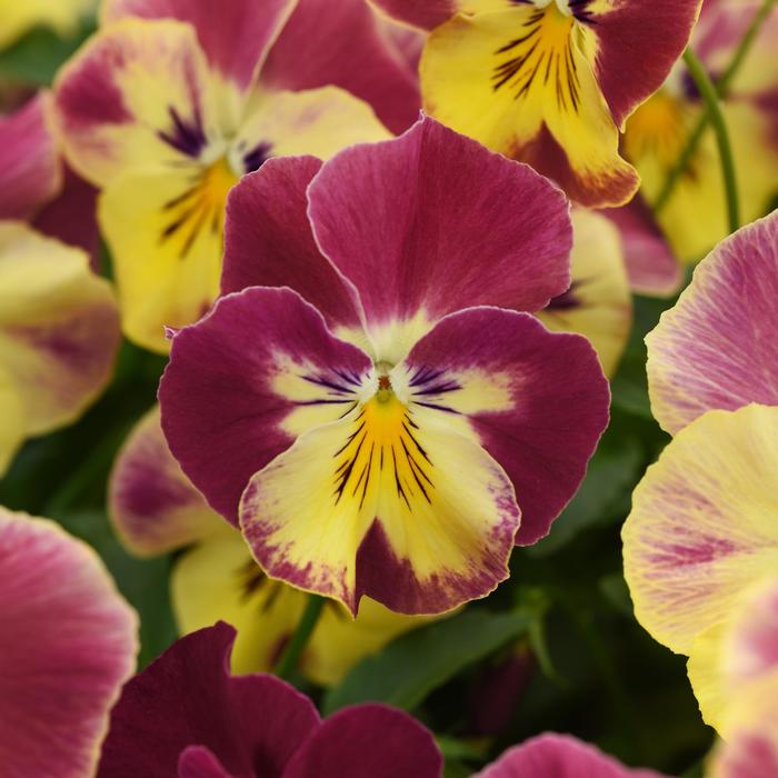 Cool Wave® 'Strawberry Swirl' - Viola x wittrockiana (Pansy) from Tidal Roots Garden Center Cool Wave® 'Strawberry Swirl' - Viola x wittrockiana (Pansy) from Tidal Roots Garden Center