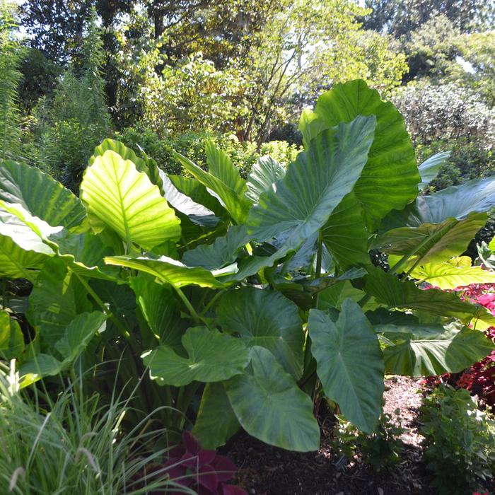 Elephant Ear - Alocasia x calidora from Tidal Roots Garden Center