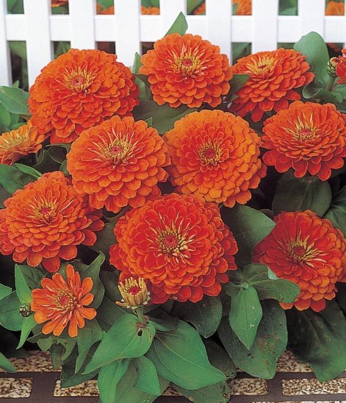 Zinnia - Zinnia elegans from Tidal Roots Garden Center Zinnia - Zinnia elegans from Tidal Roots Garden Center