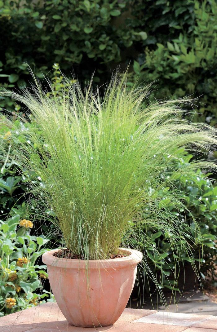 Feather Grass - Stipa tenuissima from Tidal Roots Garden Center Feather Grass - Stipa tenuissima from Tidal Roots Garden Center