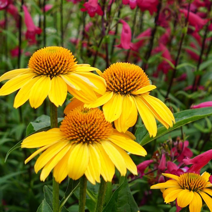Sombrero® 'Lemon Yellow' - Echinacea (Coneflower) from Tidal Roots Garden Center Sombrero® 'Lemon Yellow' - Echinacea (Coneflower) from Tidal Roots Garden Center