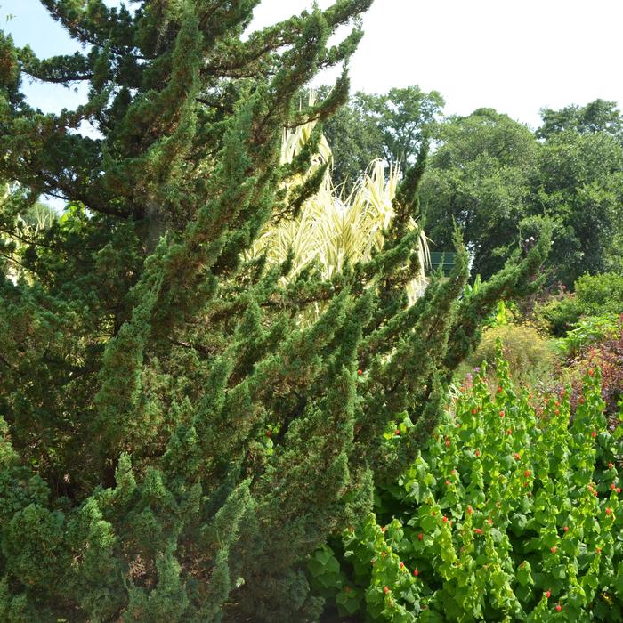 'Torulosa™' Hollywood Juniper - Juniperus chinensis from Tidal Roots Garden Center 'Torulosa™' Hollywood Juniper - Juniperus chinensis from Tidal Roots Garden Center