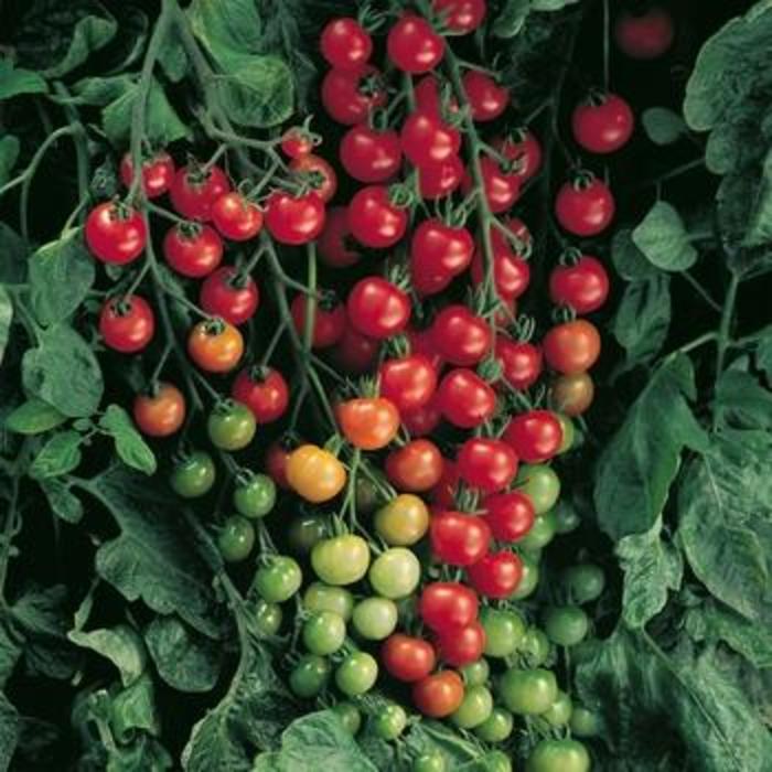 'Super Sweet 100' Tomato - Lycopersicon esculentum from Tidal Roots Garden Center