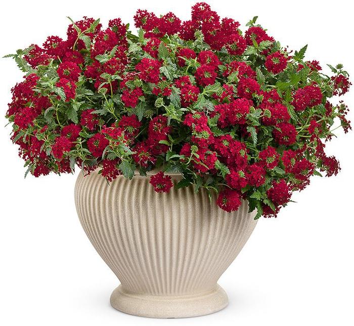 Superbena Royale® 'Red' - Verbena from Tidal Roots Garden Center Superbena Royale® 'Red' - Verbena from Tidal Roots Garden Center