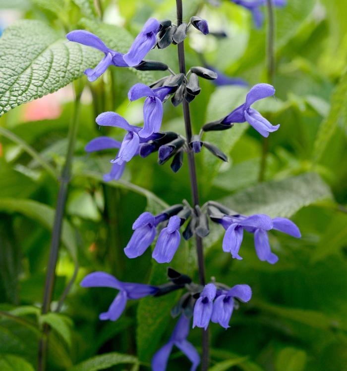 'Black & Bloom' Sage - Salvia guaranitica from Tidal Roots Garden Center