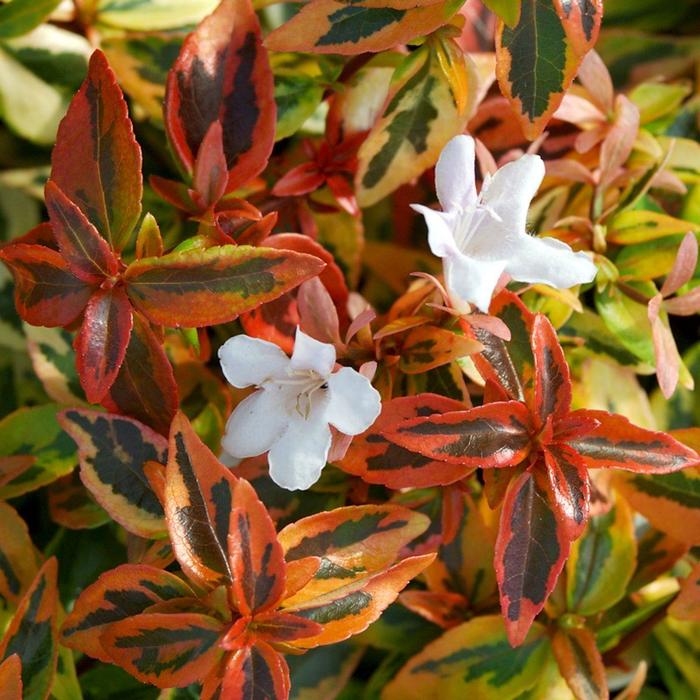 'Kaleidoscope' Glossy Abelia - Abelia x grandiflora from Tidal Roots Garden Center 'Kaleidoscope' Glossy Abelia - Abelia x grandiflora from Tidal Roots Garden Center